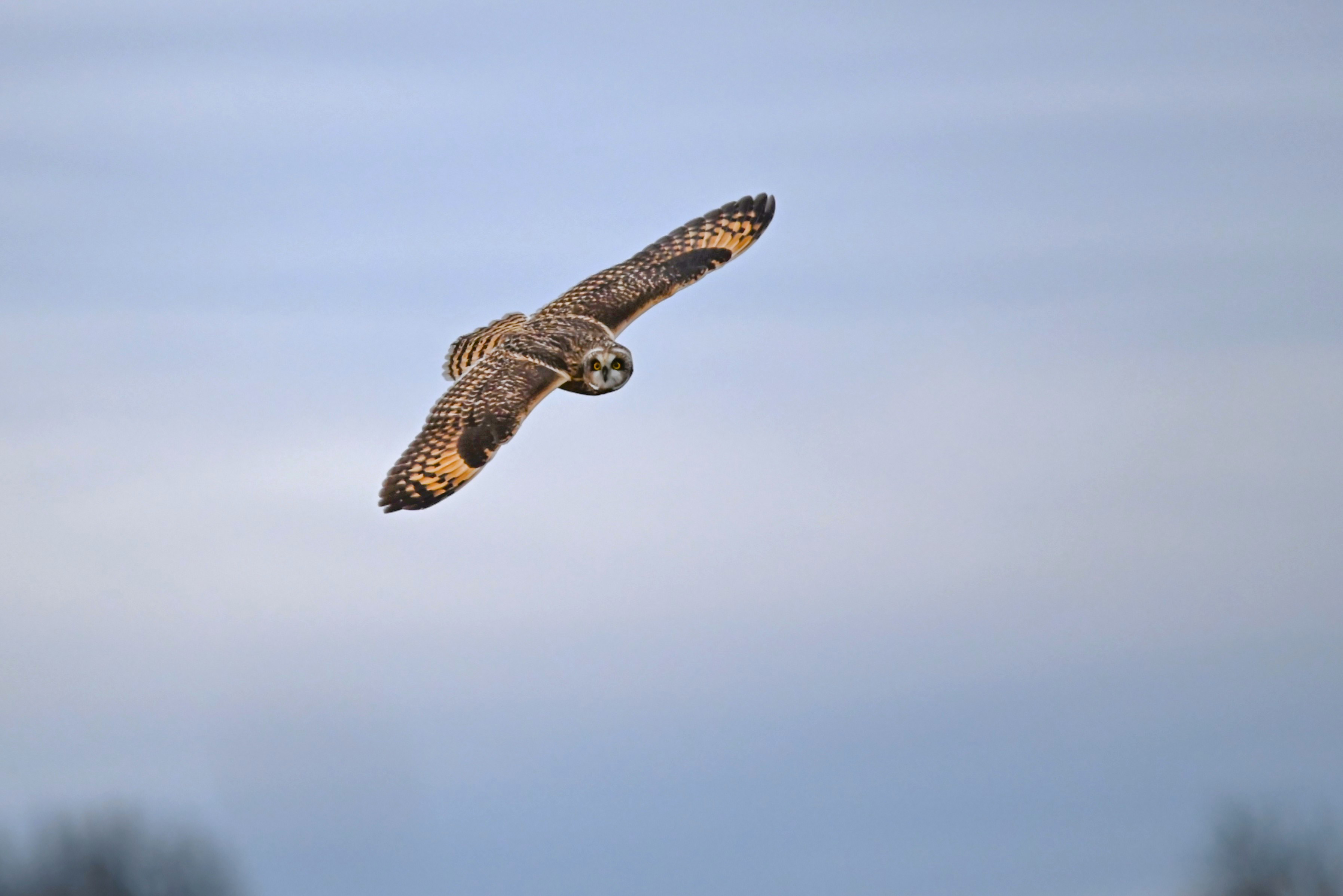 Short-eared Owls – Vancouver Audubon